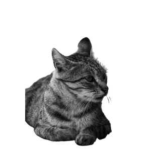 A Serene Black And White Portrait Of A Tabby Cat Lounging Outside. Perfect For Animal Lovers. 13355 - Cat PNG image with transparent background